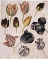 Study Of Eleven Tulips - (after) Pierre-Joseph Redoute