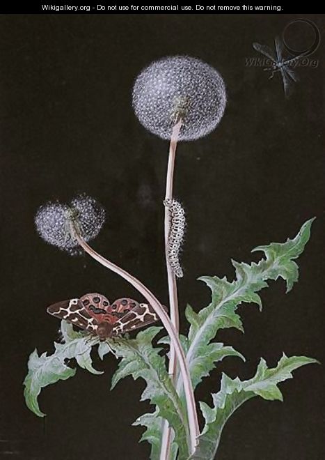 A Dandelion With A Butterfly And A Caterpillar - Barbara Regina Dietzsch