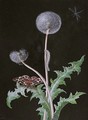 A Dandelion With A Butterfly And A Caterpillar - Barbara Regina Dietzsch