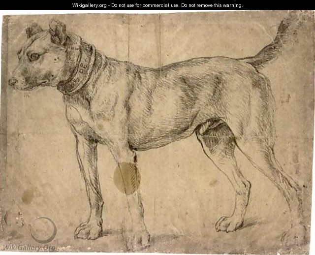Study Of A Hound, In An Ornate Collar - (after) Anthonis Mor Van Dashorst