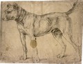 Study Of A Hound, In An Ornate Collar - (after) Anthonis Mor Van Dashorst