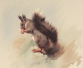 The Red Squirrel - Archibald Thorburn