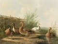Ducks In A Landscape - Albertus Verhoesen