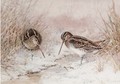 Snipe in snow - William Woodhouse
