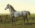 Portrait of a grey horse - Willem Carel Nakken