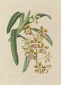 Studies of Orchids - Walter Fitch