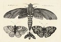 Nine plates, from the Muscarum Scarabeorum, Vermiumque Varie Figure et formae - Wenceslaus Hollar