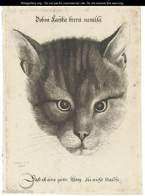 Head of a Cat - Wenceslaus Hollar