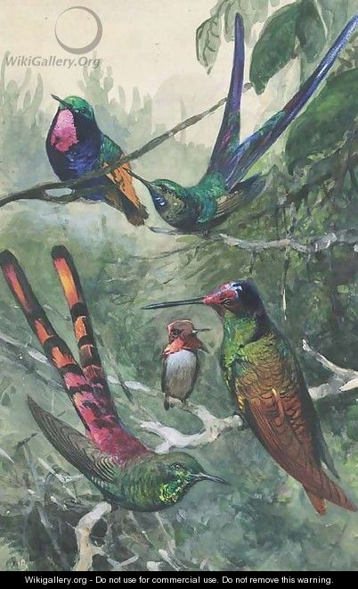 Wildlife and ornithological studies - Wilhelm Kuhnert