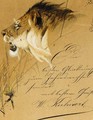 Lion Head Study - Wilhelm Kuhnert