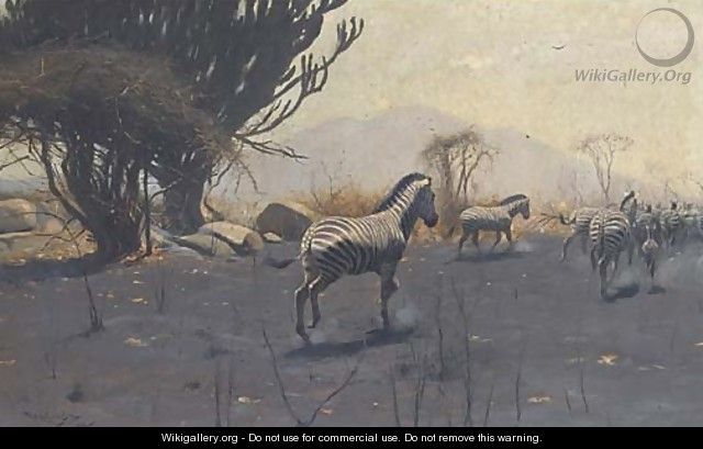 Zebra - Wilhelm Kuhnert