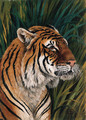 Head of a Tiger - Urs Eggenschwiler