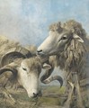 Heads of a sheep and a ram - Thomas Sidney Cooper
