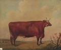 A horned Herefordshire cow - Thomas Weaver