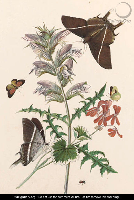 Thistle and Geranium with a Swallowtail and a Clouded Yellow - Thomas Robins