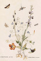 Hairbell, Fly Orchid, Bee Orchid and Nasturtium with moths - Thomas Robins