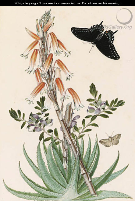 Echeveria setosa with a Swallowtail - Thomas Robins