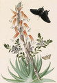 Echeveria setosa with a Swallowtail - Thomas Robins