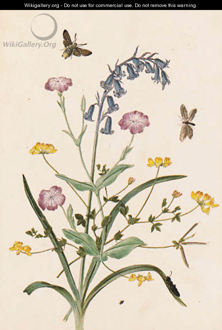 Bluebell and Lychnis with a Hawk moth - Thomas Robins