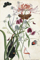 A Study of Camelia Japonica (Japanese Rose) - Thomas Robins