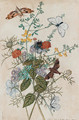 Flowers and butterflies - Thomas Robins