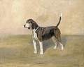 A beagle - Thomas Lloyd