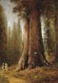 California Redwood Trees - Thomas Hill