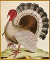 A Turkey, from 'Histoire Nouvelles des Oiseaux' - Georges de Buffon