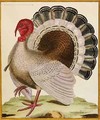 A Turkey, from 