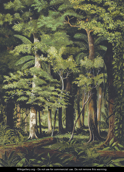A Brazilian jungle - William Michaud