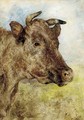 The head of a cow - William Huggins