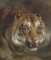 A Bengal tiger - William Huggins