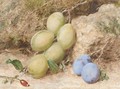 Magnum bonum and orleans plums - William Henry Hunt
