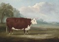 A prize Hereford cow - William Henry Davis