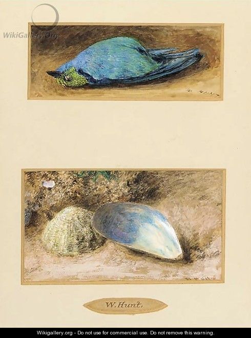 Still life of a dead bird; and Still life of two shells on a mossy bank - William Henry Hunt