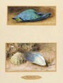 Still life of a dead bird; and Still life of two shells on a mossy bank - William Henry Hunt
