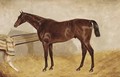 Cloister, a bay racehorse in a stable - William Brown