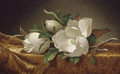 Magnolias on Gold Velvet Cloth 1888 - Martin Johnson Heade