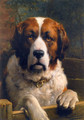 A Saint Bernard Dog - Otto Eerelman