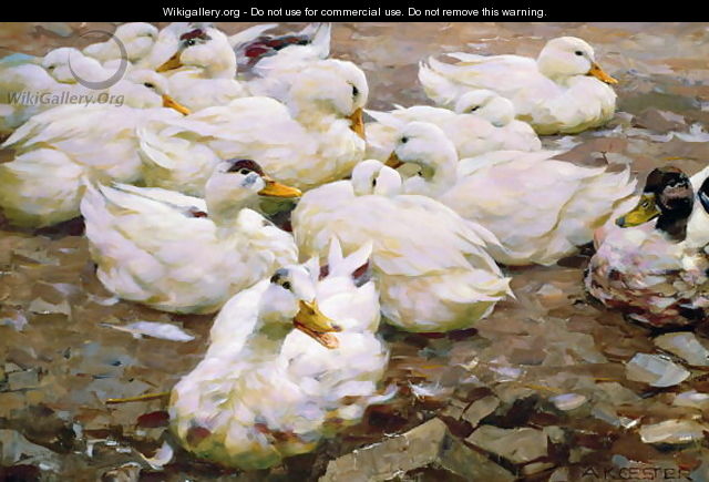 Ducks on a pond - Alexander Max Koester