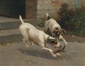 Terriers ratting - Alfred Duke