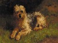 A soft-coated wheaten terrier - Alfred Duke