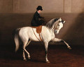 The Morning Lesson, A Lady on her Grey Horse - Alexander Pope