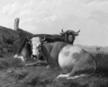 Resting cows in a sunlit meadow - Albertus Verhoesen