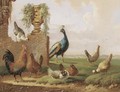 Poultry and a peacock by a ruin - Albertus Verhoesen