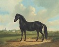 Black beauty - Albertus Verhoesen