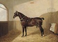 Goodboy, a harnessed liver chestnut in a stable - A. Clark