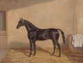 A bay racehorse in a stable - A. Clark