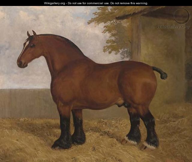 The shire stallion - A. Clark