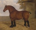 The shire stallion - A. Clark